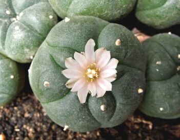 Mescaline (Peyote) - North Jersey Recovery Center